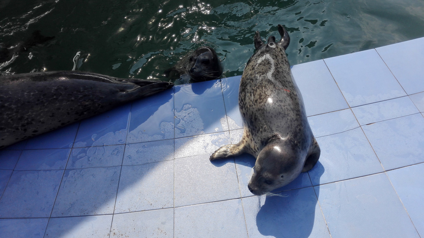 月牙湾海豹苑月牙湾海豹苑海豹们都还只是孩子,所以不着状况的扭着