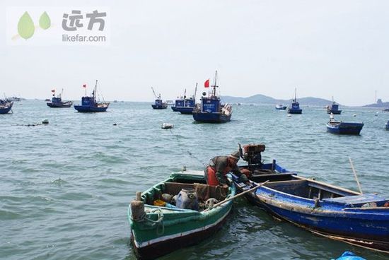 与万只海鸥成为朋友 山东烟台长岛自助游