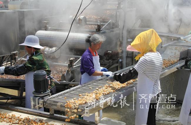 休渔人不休！长岛开始扇贝收割加工!一天加工300万斤