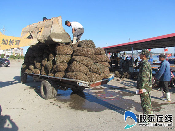 长岛北长山边防派出所加强海珍品市场秩序整治