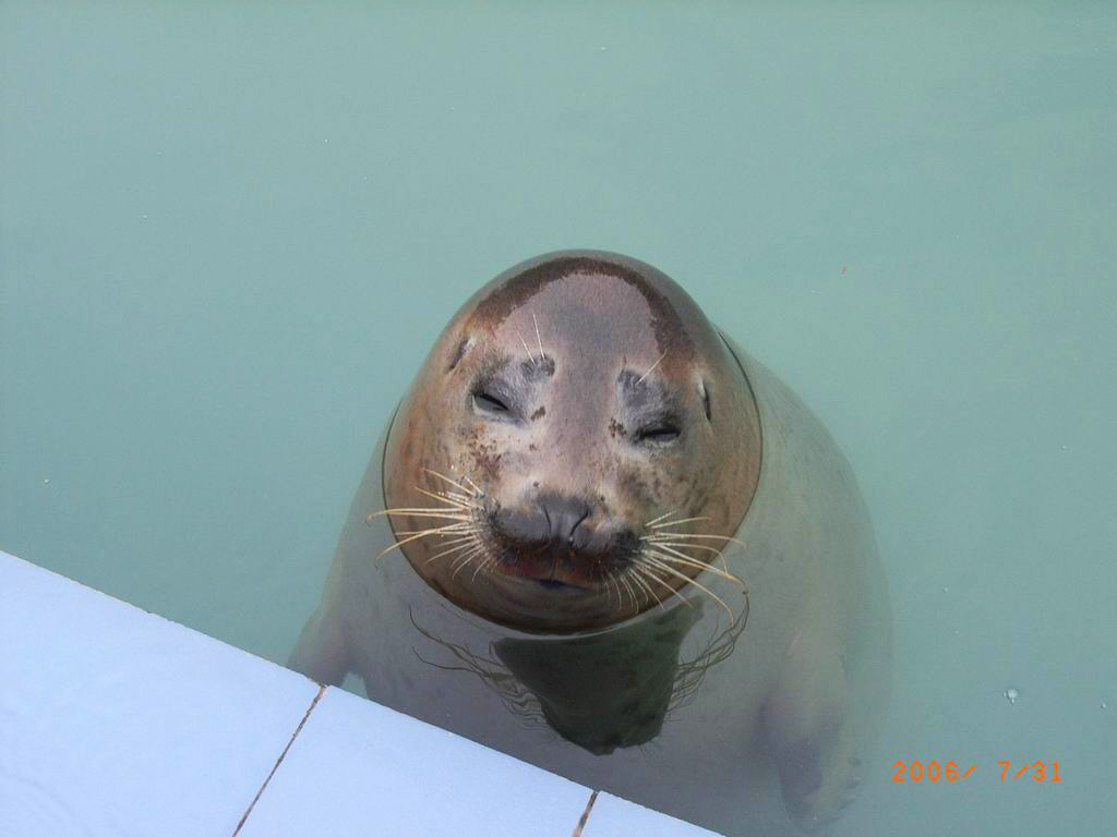 小眼睛的海豹